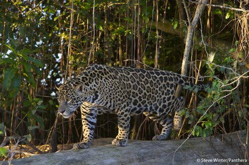 Jaguars use and require Protected Areas, but they move beyond them in search of food, space, and in order to breed, to pass: along their genes into the future. Panthera’s Jaguar Corridor Initiative aims to link core jaguar populations within the human landscape from northern Argentina to Mexico, preserving their genetic integrity so that jaguars can live in the wild forever. Photograph by Steve Winter courtesy of Panthera.